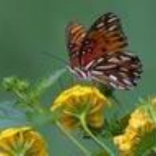 Butterfly - Butterfly on flower