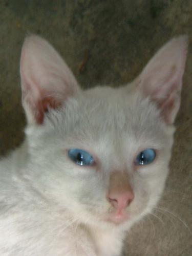 my cat named blue - Blue as we call him is so talented he know some tricks too. he can sit like a dog you can tell him to roll over he can do it.