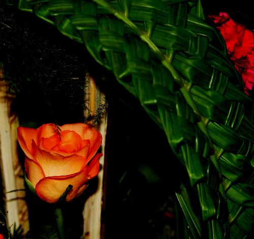 orange rose - beautiful shot!