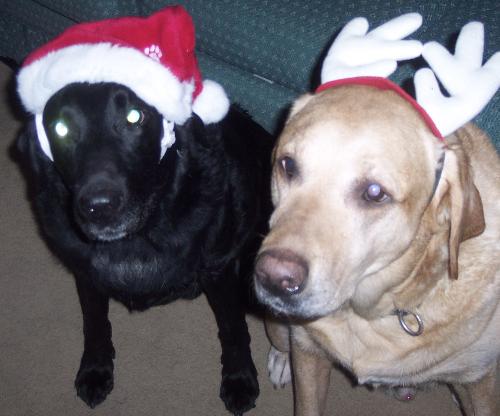 My boys, last Christmas - I took this picture 2005 to send to my son (their big brother) who was spending his Christmas in the Navy.  He did the same thing on Christmas 2006, but this time we got to talk to each other a lot.