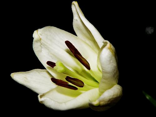 Lily - Blooming Lily!