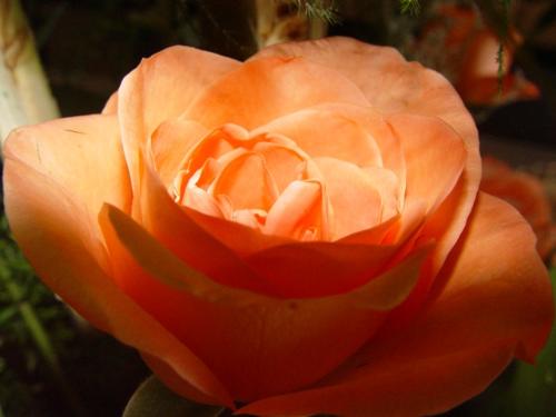rose petals - Orange rose petals