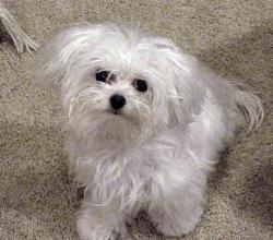 Maltese - Maltese, dog