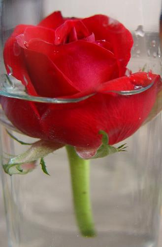 Red Rose, What do you know about? - Red rose, what do you know about it?