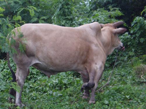 a cow with five legs - see the animal's right front leg.. another leg is there aside from the one that keeps it standing.