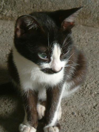 ms. suave - ms. suave is a girl with dark spot in her mouth that looks like a mustache. She's a little bit moody sometimes like her mom(me) =)