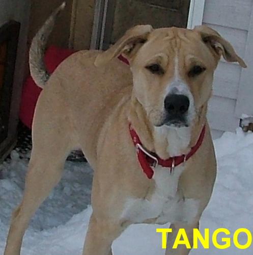 Tango - foto