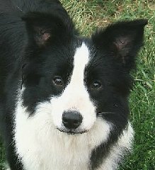 dogs are my favorite - and they are so close in my heart