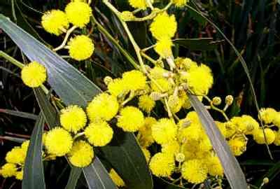 Golden Wattle - Golden Wattle, Acacia pycnantha, is Australias national flower.  It was proclaimed as the national floral emblem until 1988, the year of Australia's bicentenary.   The Acacia pycnantha, the golden wattle, is a shrub or small tree about 4 to 8 metres tall.