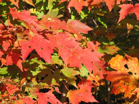 Autumn Leaves - Autumn leaves in the Lakes reigon of NH.  October 2003.