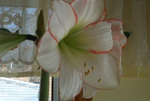 Amayllis - close up of the flower, natural light