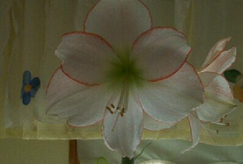 amaryllis - Straight on shot of flower, natural light,looks like a trillium