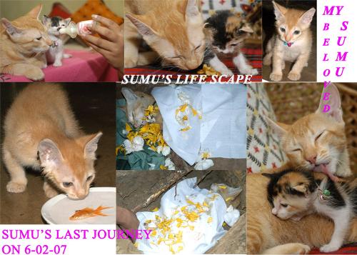 Collages of my pet cats - Indian pet cat