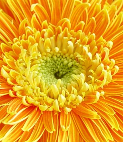 flowers - Floating flower.