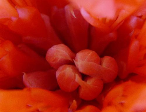 inside the flower - This is inside a flower. The beauty from within.