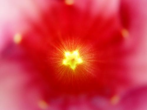 a star within - This is inside the bellflower.  A shining star inside! Wonderful!