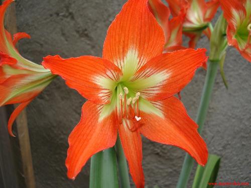 nice - My flower