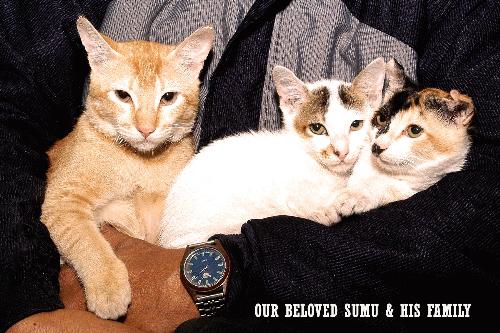My sumu and his cats - my indian pet cats