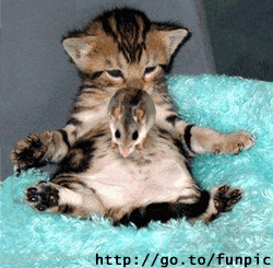 cat & mouse - that is a nice couple