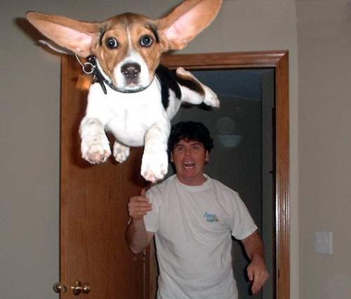 a flying dog - that is a nice dog