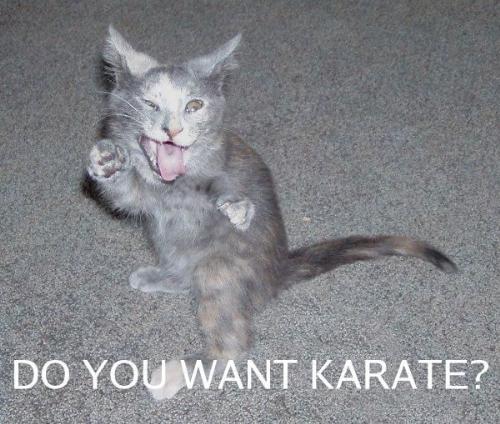 karate kat - an angry one