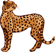 cheetah - cheetah is very energetic