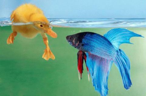 nature - who is going to kill whom