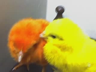 innocent - two innocent chicks talking each other.