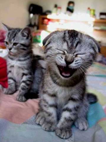 Laughing Kitten - Funny