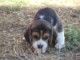 Little Ella - Our new Beagle pup