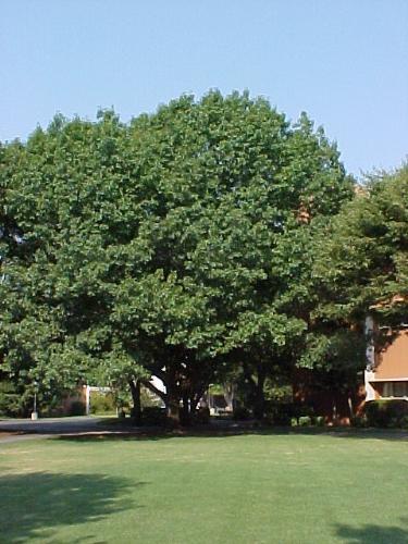 oak tree - nice pic