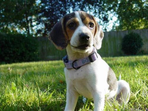 click to enlarge - This is our beagle/jack russel mix. She is the sweetest dog your could find!!!