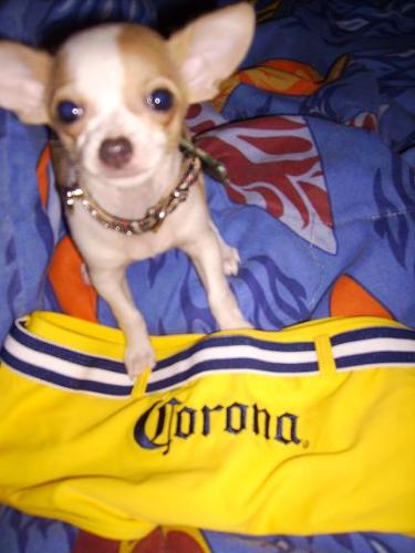 Corona Rose - our baby chihuahua