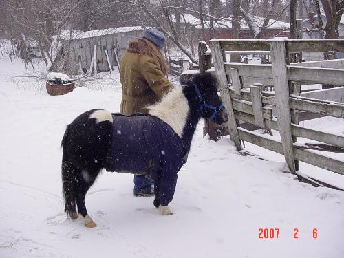 Chester wearing my coat - Chester is wearing one of my old coats to keep him warm til his blanket comes.