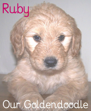 Ruby - Our Goldendoodle puppy -- 7 weeks old
