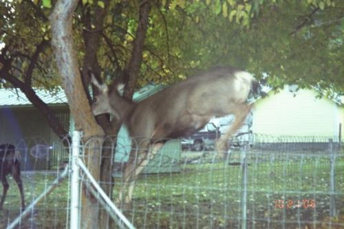 Jumping Deer - This is a deer jumping the fence into someones yard to eat the apples off their tree in Concunully Wa. usa