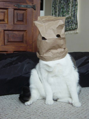 A humans idea of the 'Witness Protection Program' - Some days you just gotta really hate your owners for the way they treat you. No respect. lol