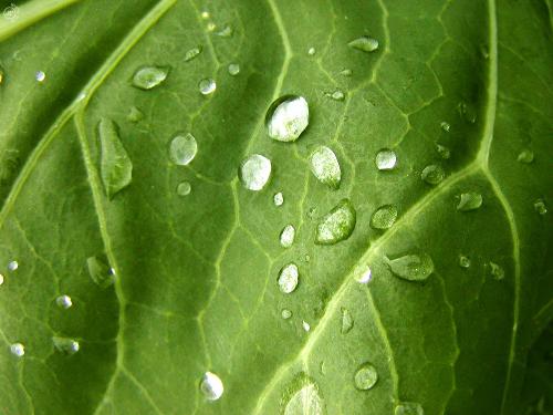 water drops - simple pixs