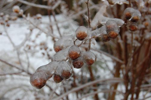 click to enlarge - The buds that went brown that started to form before the ice storm. Poor tree! I hope it will be ok this spring. I will have to be sure to pamper it!