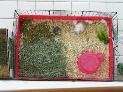 Guinea Pig Cage with Mom and Babies Rescued from a - This mom and 3 babies were rescued from a shelter. 7.5 square foot cage. Guinea Pig Cage with Mom and Babies Rescued from a - This mom and 3 babies were rescued from a shelter. 7.5 square foot cage.