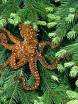 tree octopus - they are cool and they own