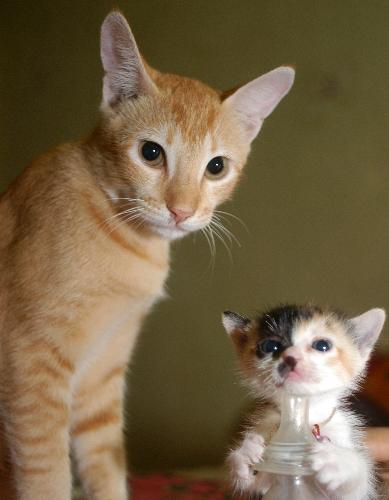 My SUMU with Sumi - great indian pet cats