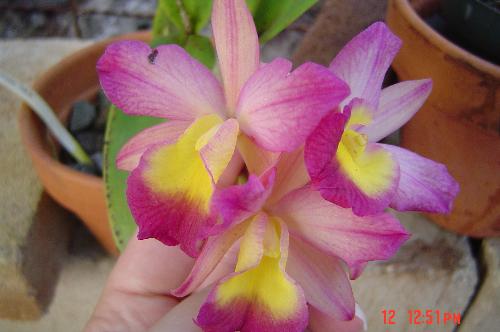 Orchids  - These are some of the gorgeous purple and yellow orchids growing in my back yard.