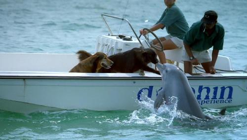 Dog loves dolphin - awwwwwww....aint that sweet!