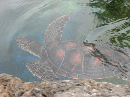Honu - Honu is the Hawaiian name for turtle. This picture was taken last year at the Maui Ocean Center.