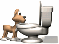 dog - naughty dog