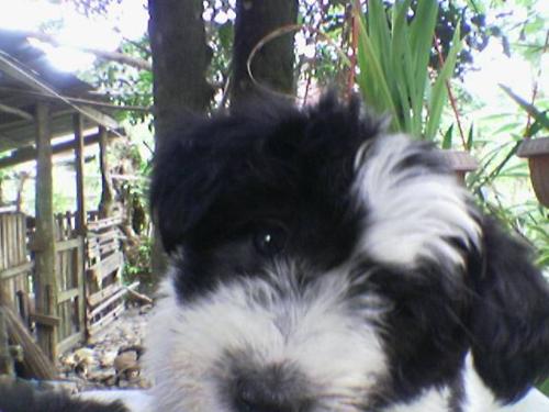 Jean Gray - My puppy.