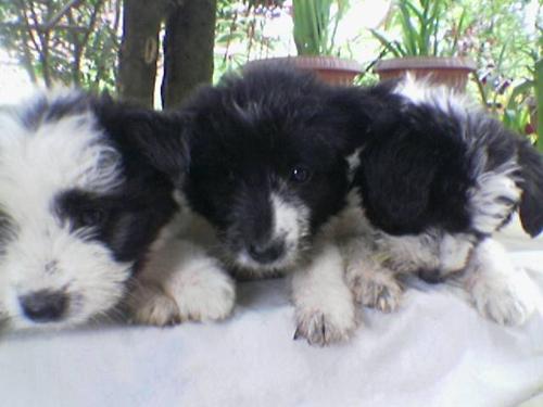 My puppies - Jean Gray sisters.