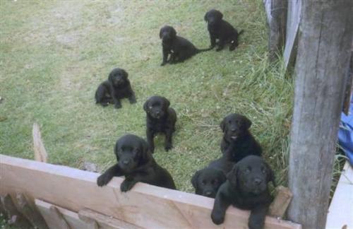 Nans & Binny's Pups - My Mums dog, Binny a purebred black Labrador had 9 cute puppies her first pregnancy, they have all gone to lovely homes!
