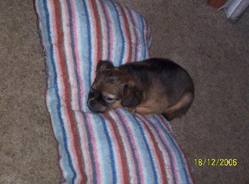 Mighty Mouse - my little dog